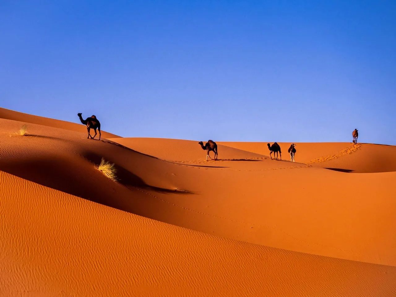 Una fila di cammelli cammina attraverso le dune di sabbia arancione del deserto sotto un cielo azzurro e limpido.
