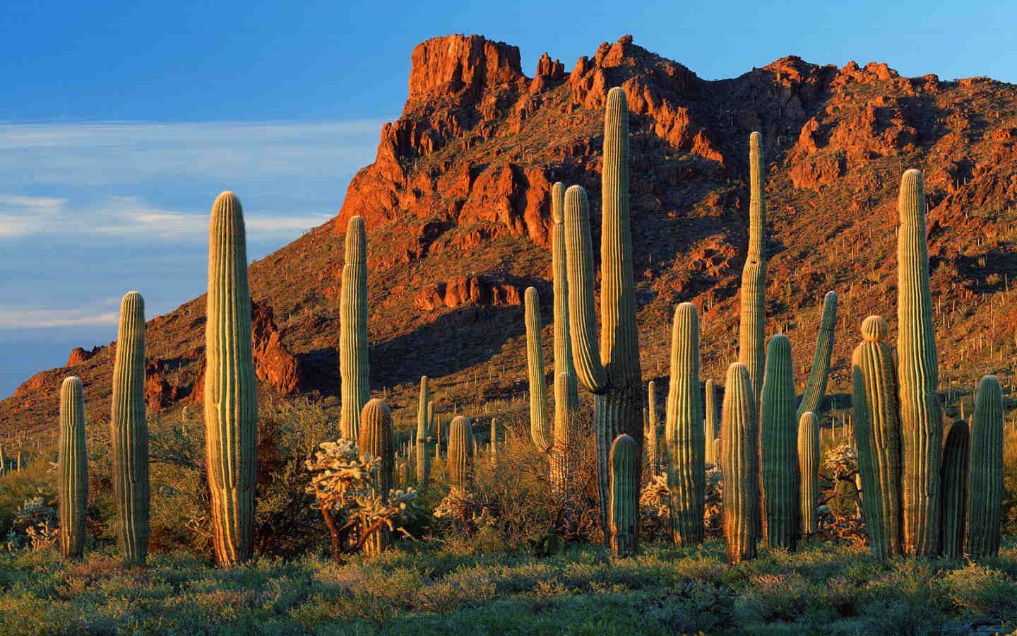 Alti cactus saguaro si ergono in un paesaggio desertico soleggiato di fronte a una grande montagna di roccia rossa sotto un cielo blu.