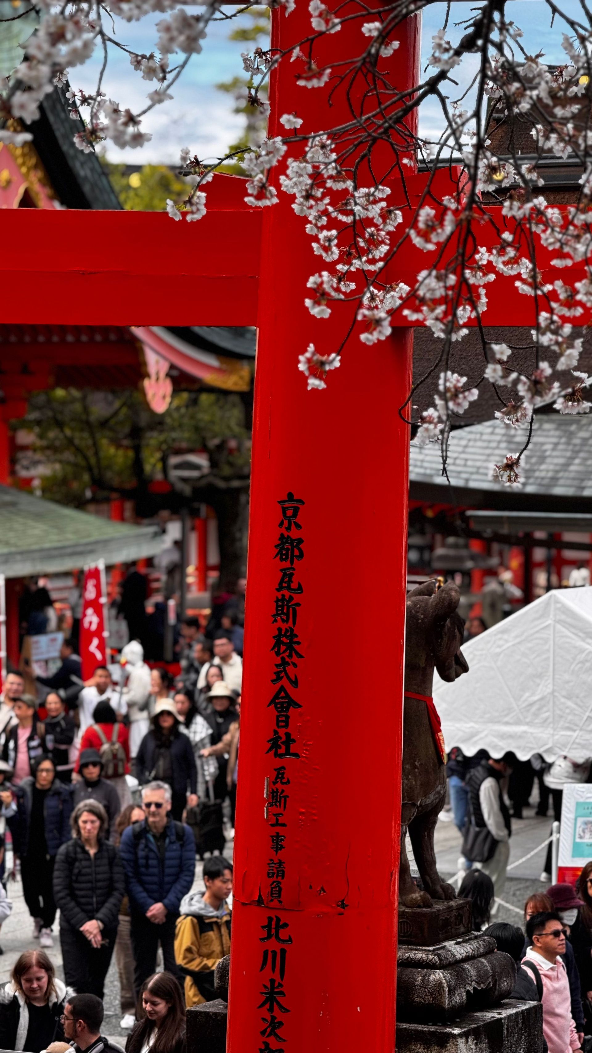 A red torii gate with cherry blossoms and a stone fox statue stands before a crowd of visitors at a shrine.