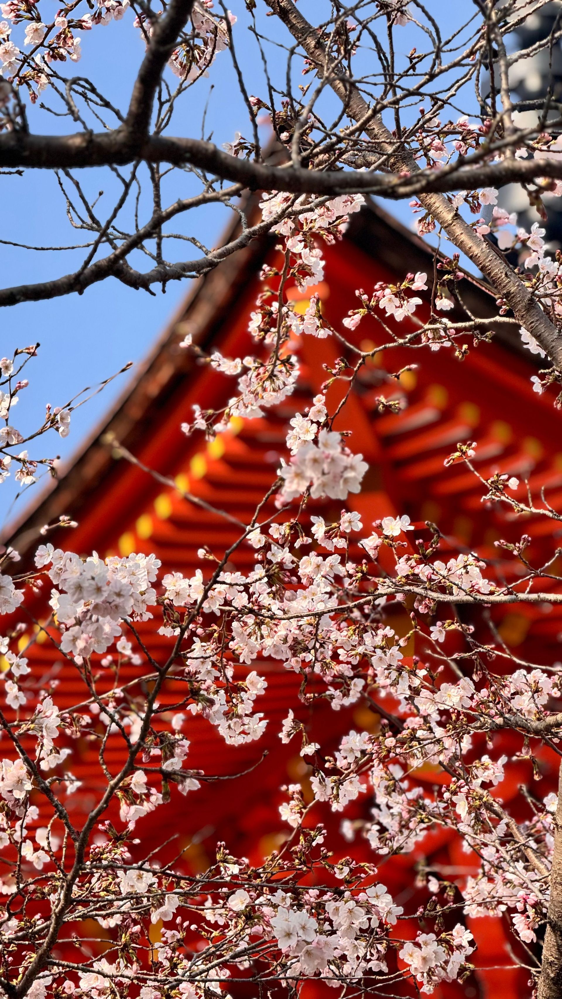 Pink cherry blossom flowers bloom on branches in front of a traditional red pagoda roof against a blue sky.