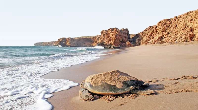 Una tartaruga marina con sabbia sul guscio riposa su una spiaggia vicino al bagnasciuga, con scogliere bruno-rossastre sullo sfondo.