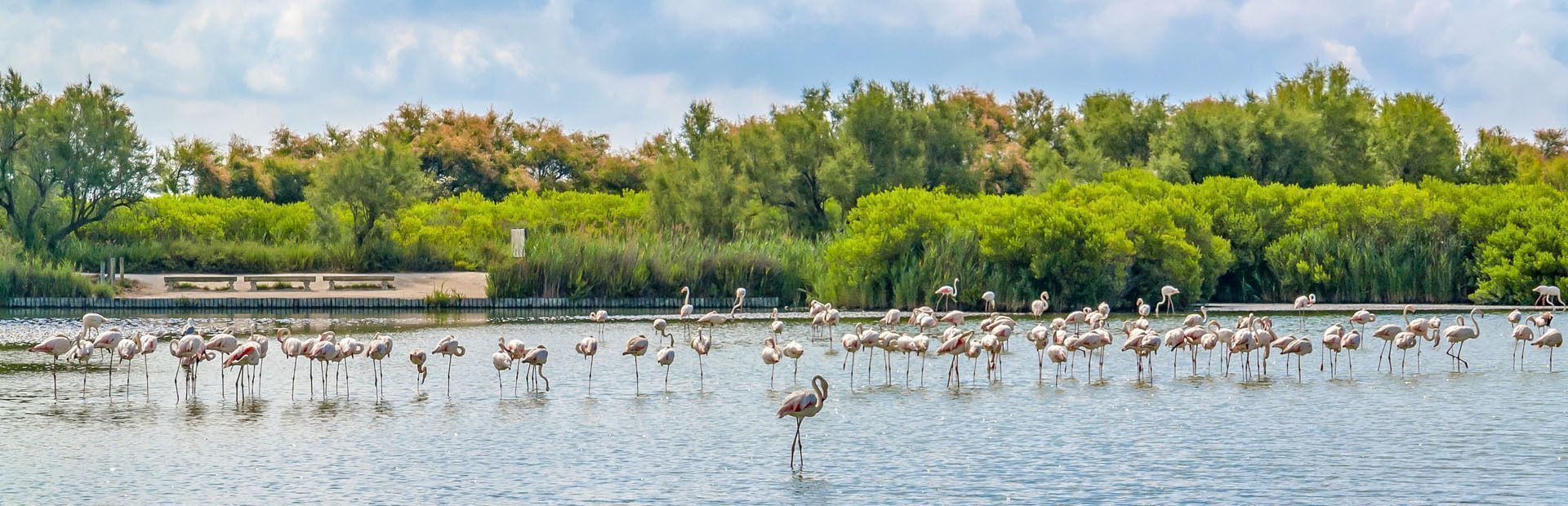 Uno scatto panoramico di un grande stormo di fenicotteri rosa in uno specchio d'acqua con una rigogliosa costa verde sullo sfondo.