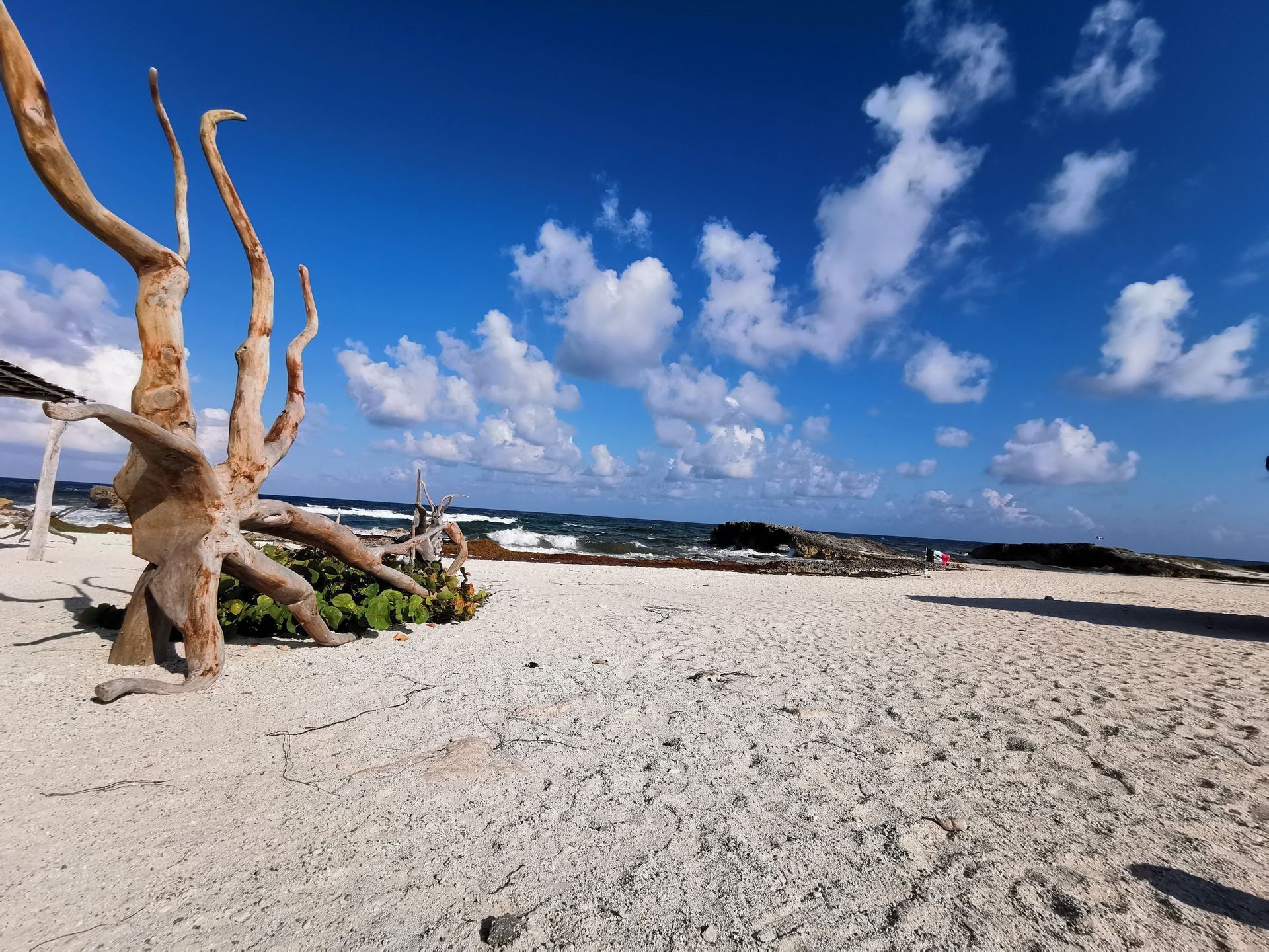 A large piece of driftwood sits on a white sand beach, with the ocean in the background under a partly cloudy blue sky.