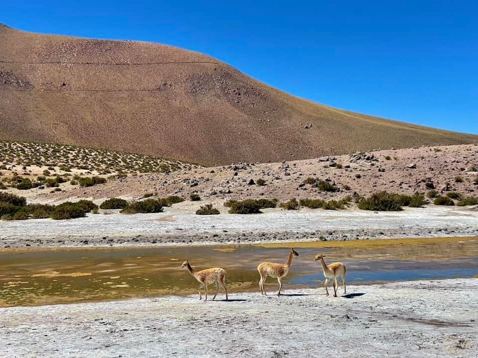 Three vicuñas stand beside a small pond in a dry, hilly landscape under a clear blue sky.