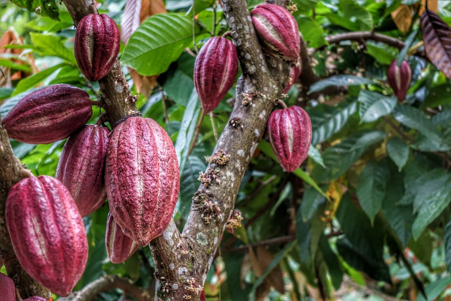 Albero-di-cacao.jpg