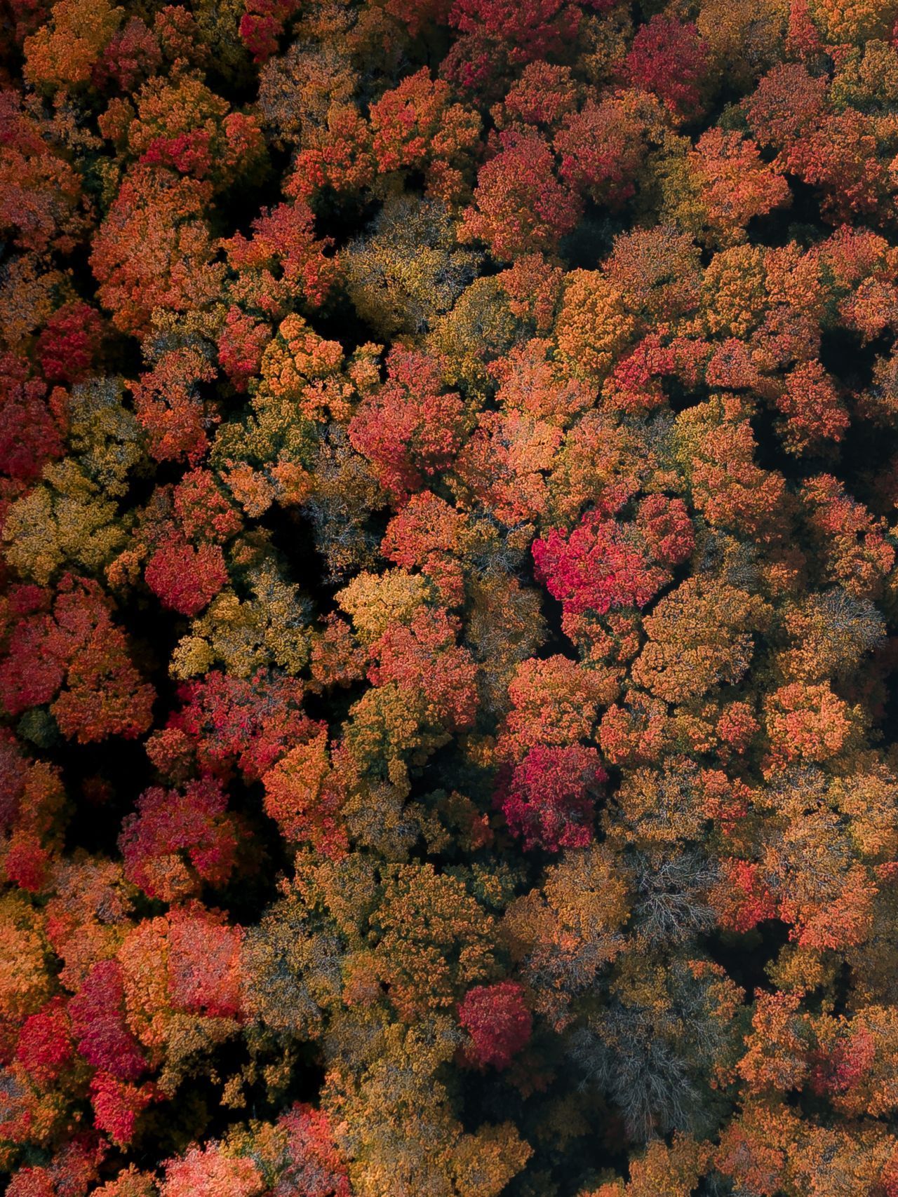 Vista aerea dall'alto di una fitta foresta, con alberi dal vibrante fogliame autunnale rosso, arancione e giallo.