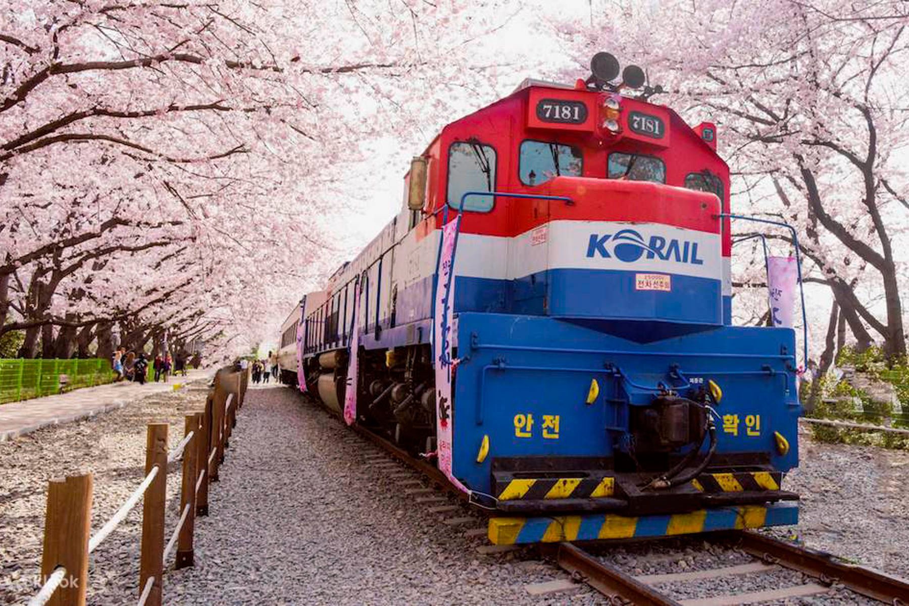 Un train rouge et bleu est stationné sur les rails, entouré de cerisiers en fleurs roses, avec des piétons qui marchent à proximité.