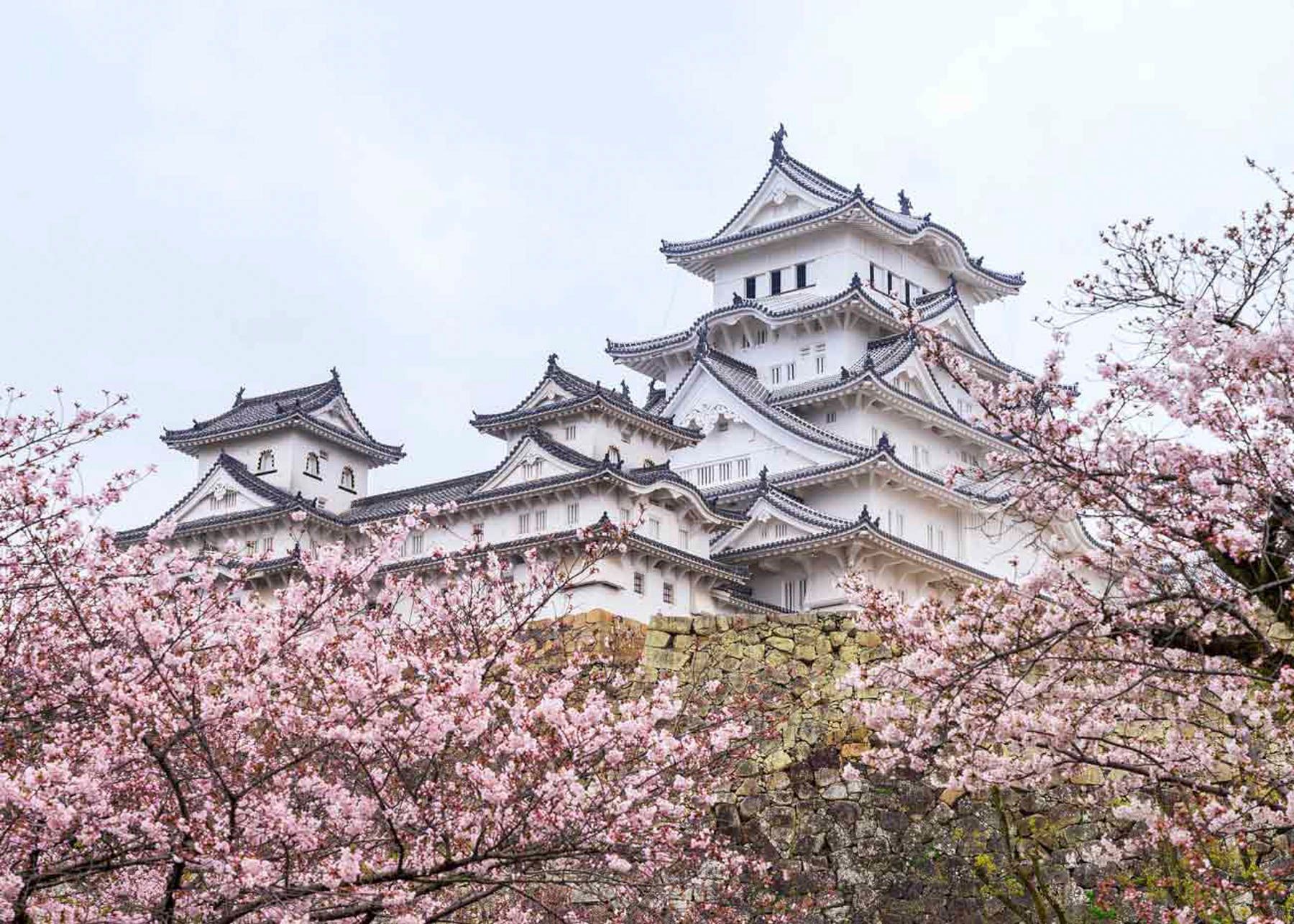 Un castello bianco a più piani si erge su un muro di pietra incorniciato da alberi di ciliegio in fiore rosa.