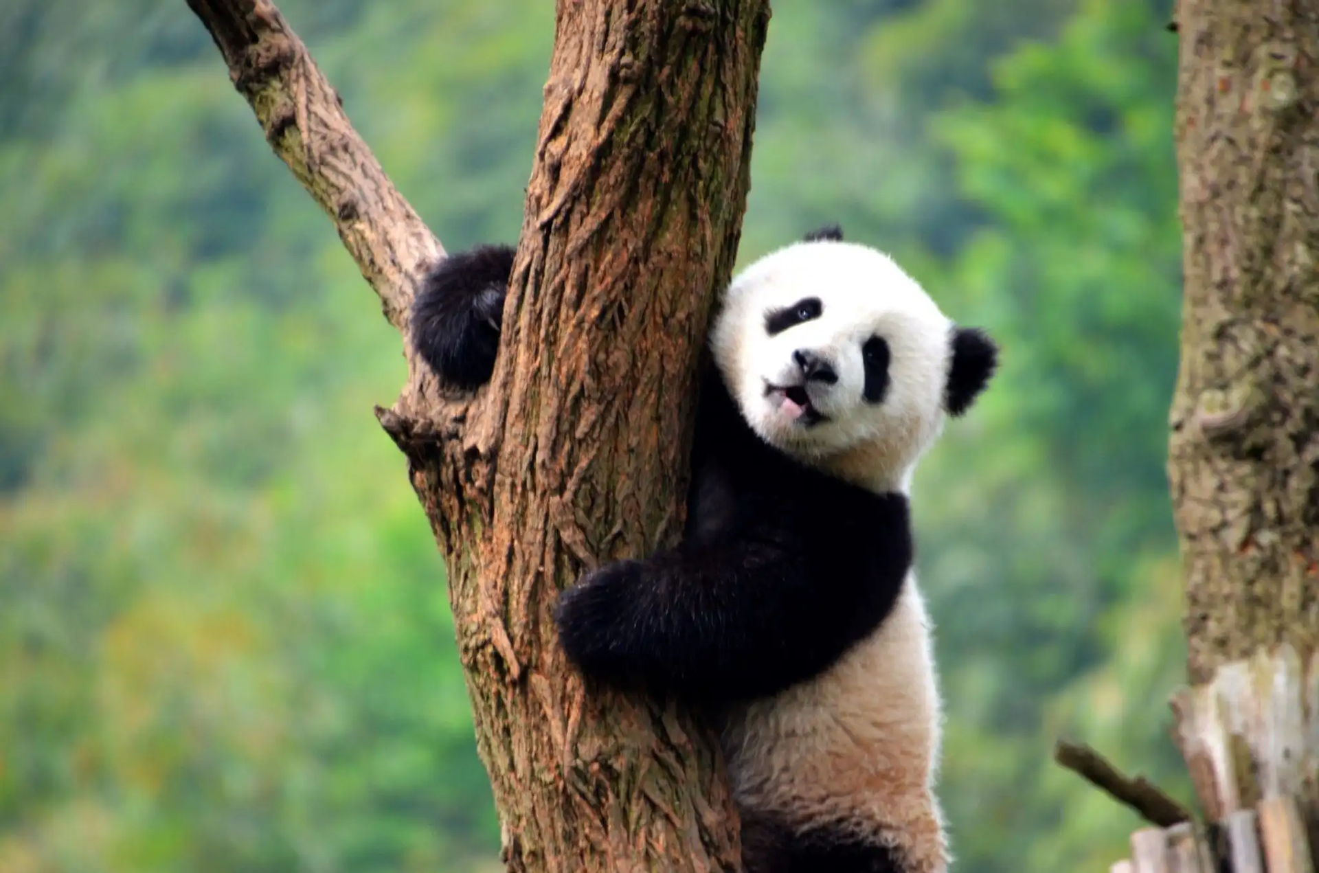 Un cucciolo di panda si aggrappa al lato di un albero dalla corteccia ruvida, guardando verso la fotocamera con la lingua di fuori.