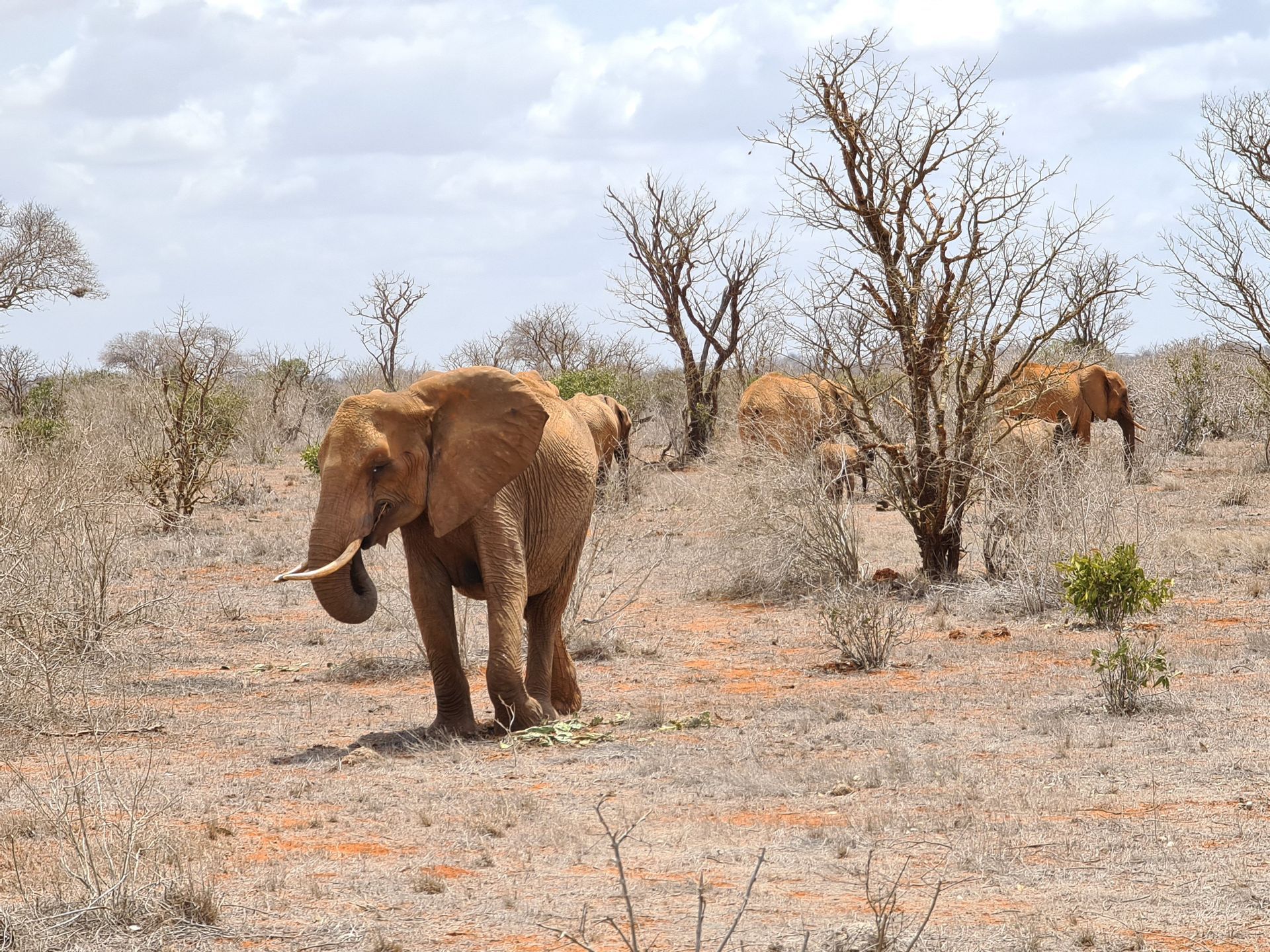 A herd of elephants forages in a dry savanna landscape with sparse trees under a partly cloudy sky.