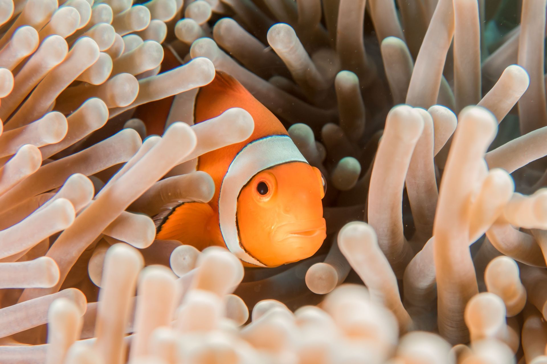 Un pesce pagliaccio arancione e bianco fa capolino tra i tentacoli di un'anemone di mare.
