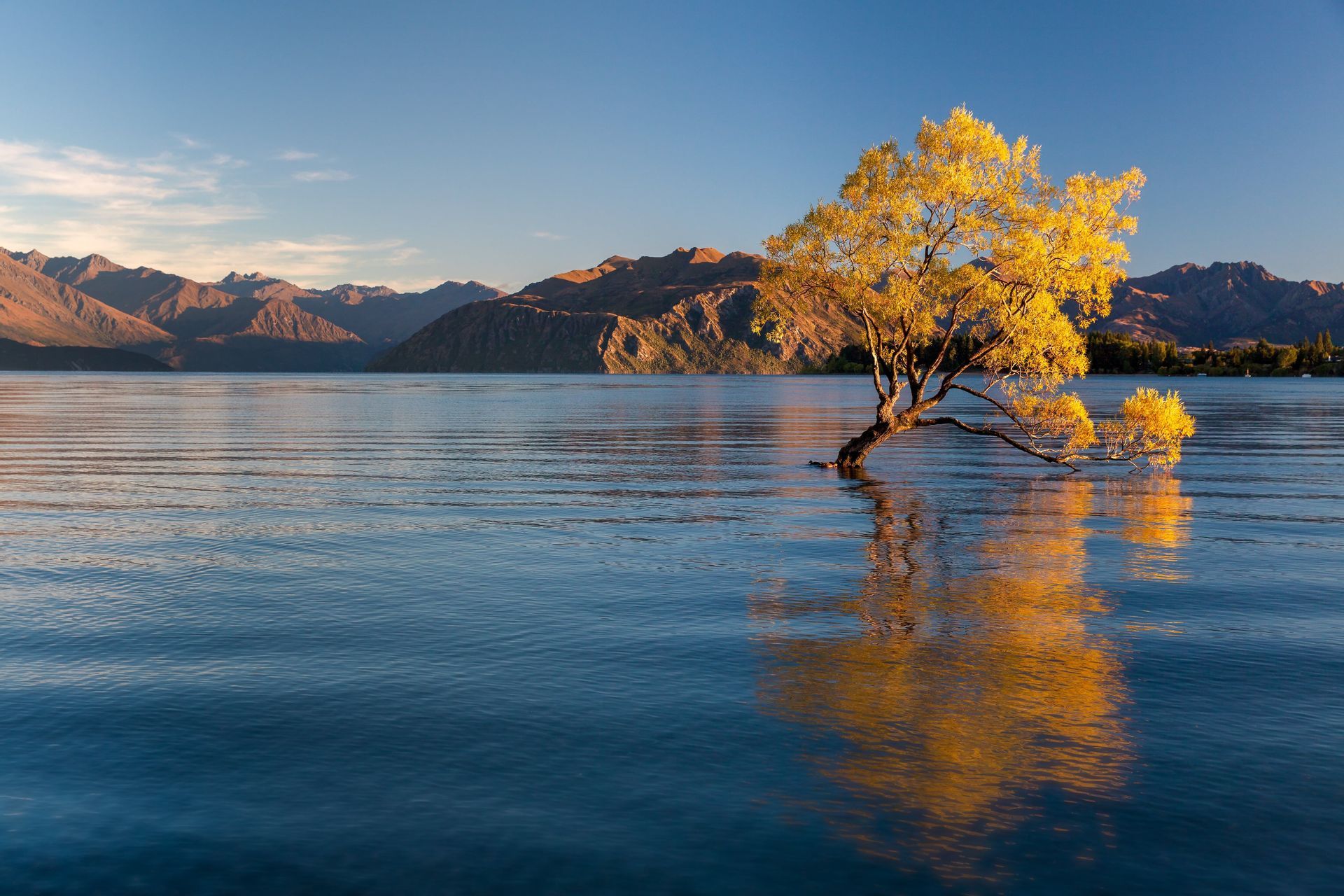 Ein einzelner Baum mit leuchtend gelben Blättern wächst aus einem ruhigen blauen See, mit sonnenbeschienenen Bergen im Hintergrund.