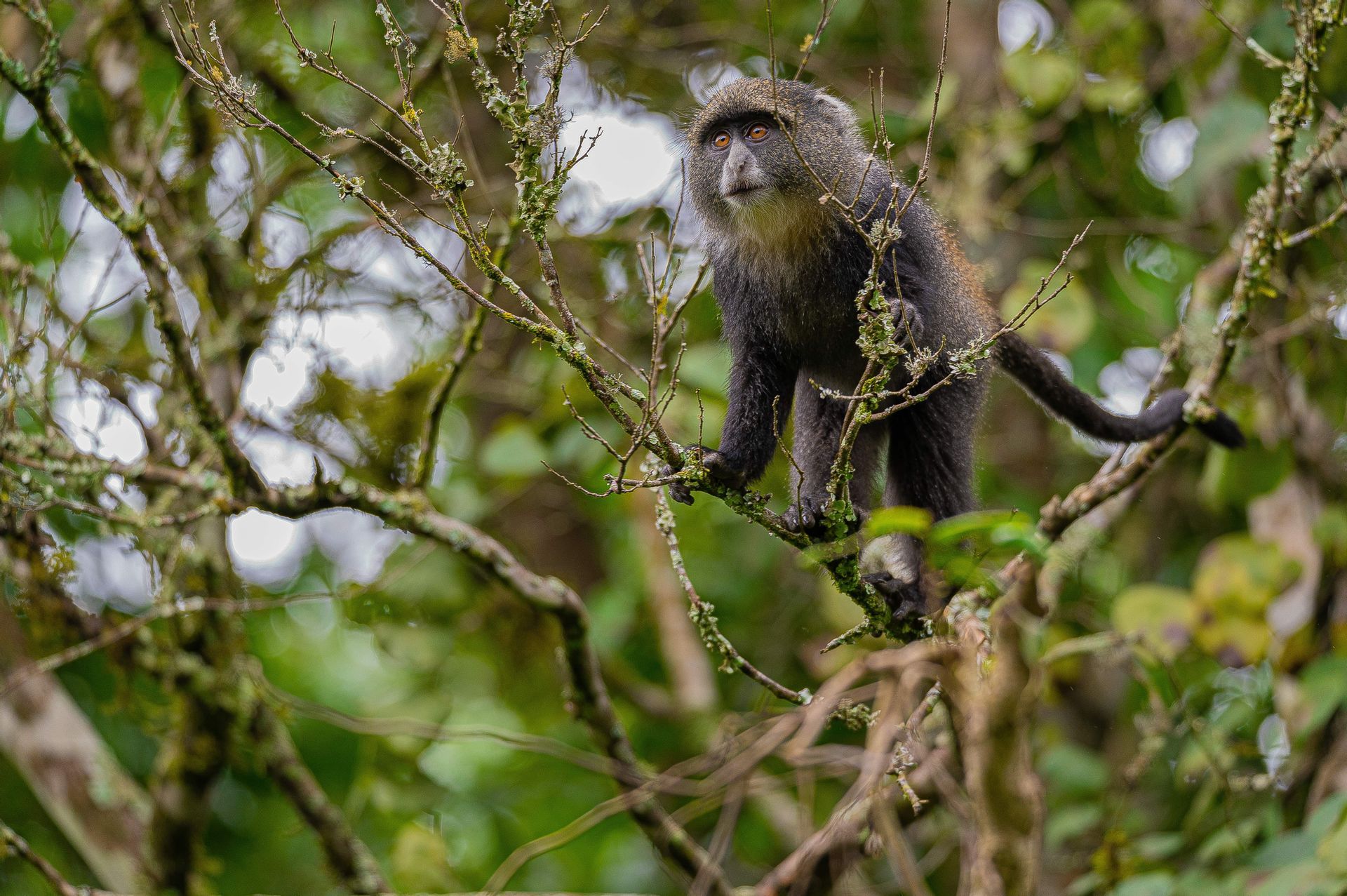 A blue monkey stands on a thin tree branch covered in moss, surrounded by out-of-focus green leaves.