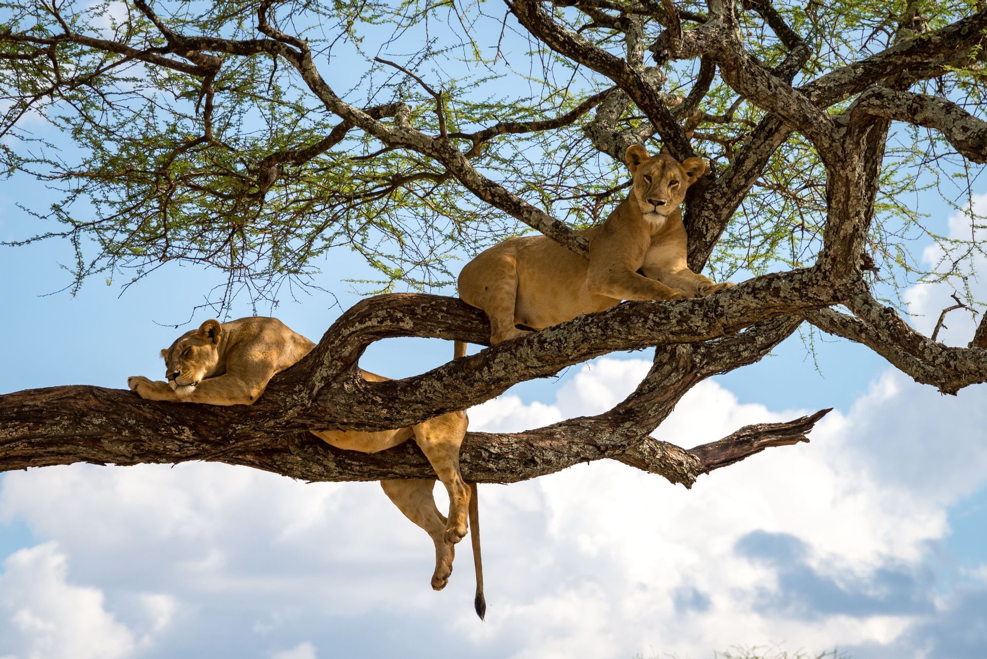 Two lionesses rest on the thick, gnarled branches of a tree against a blue sky with white clouds.