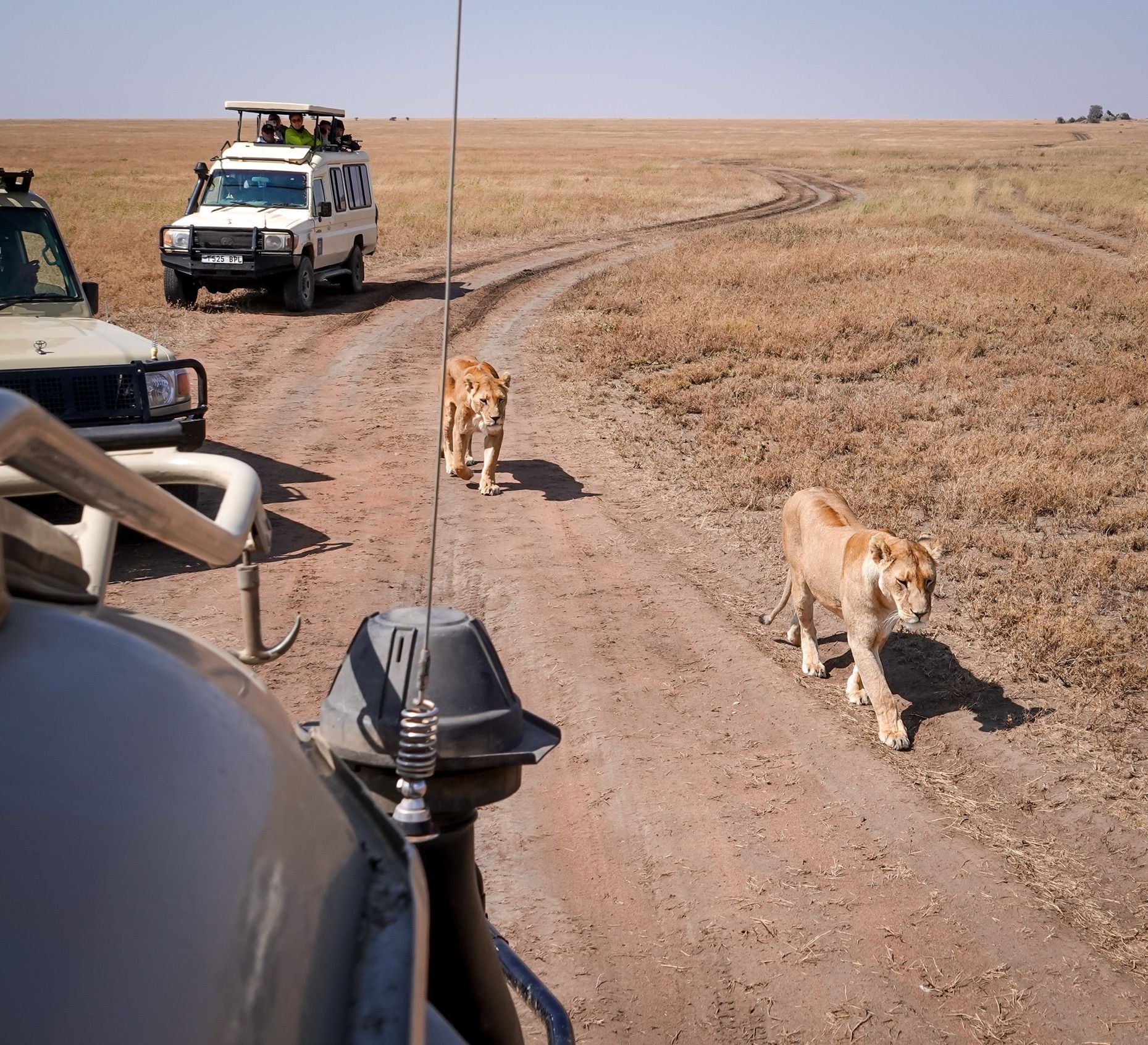 Zwei Löwinnen gehen auf einer unbefestigten Straße zwischen zwei Safari-Jeeps während einer WeRoad Gruppenreise in der Savanne.