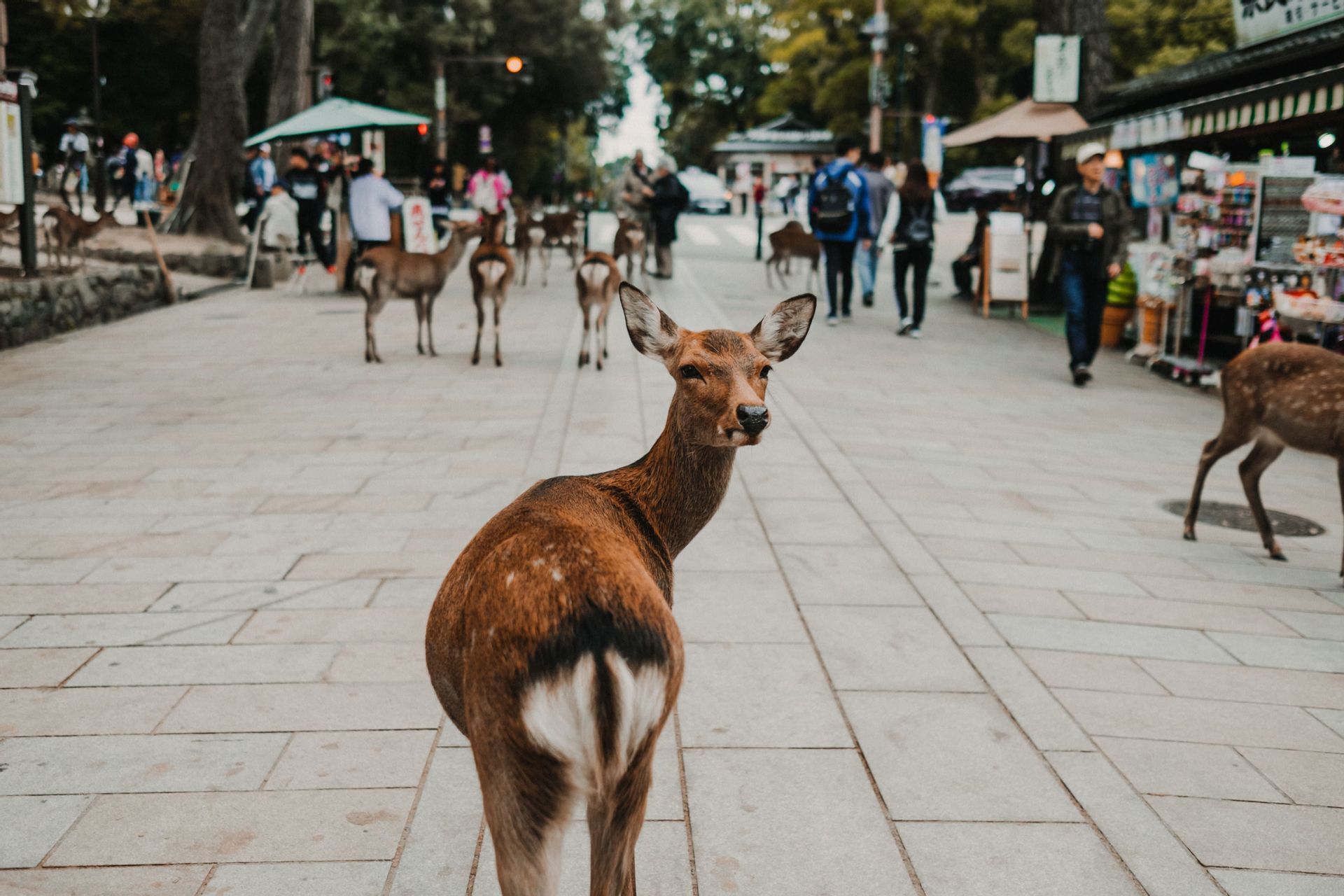 A deer looks back over its shoulder on a paved street populated with people and other deer.