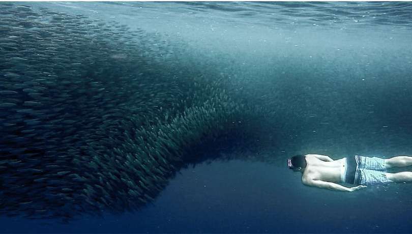 Un uomo che fa snorkeling nuota a fianco di un enorme banco di pesci in acque blu profonde.