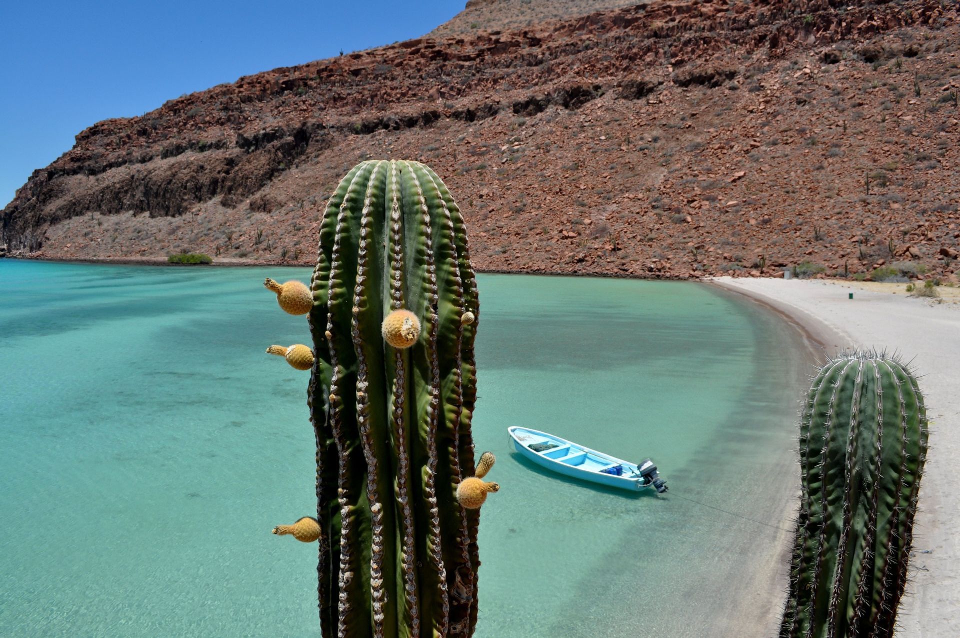 Un grande cactus si affaccia su una baia turchese con una piccola barca blu ancorata vicino a una spiaggia di sabbia bianca e una collina rocciosa.
