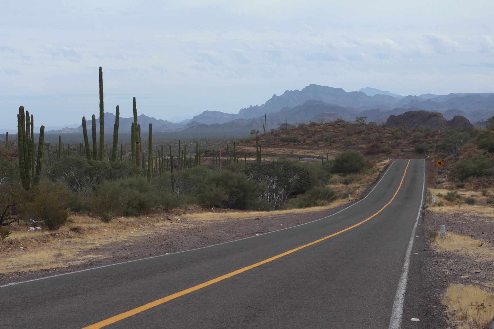 Una strada asfaltata vuota con una linea gialla curva in un paesaggio desertico con alti cactus e montagne sullo sfondo.