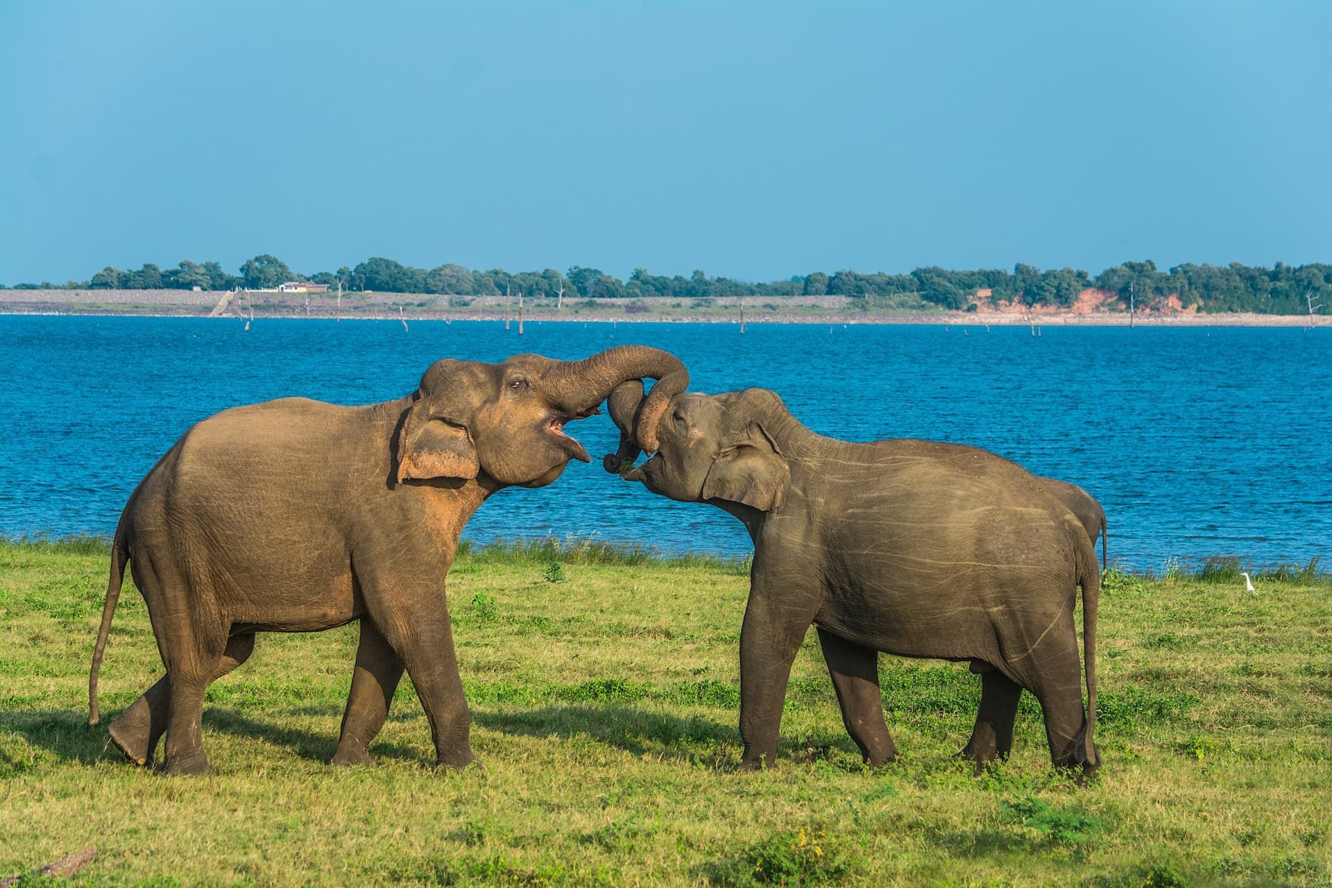 Two elephants intertwine their trunks as they play in a grassy field, next to a large blue body of water under a clear sky.