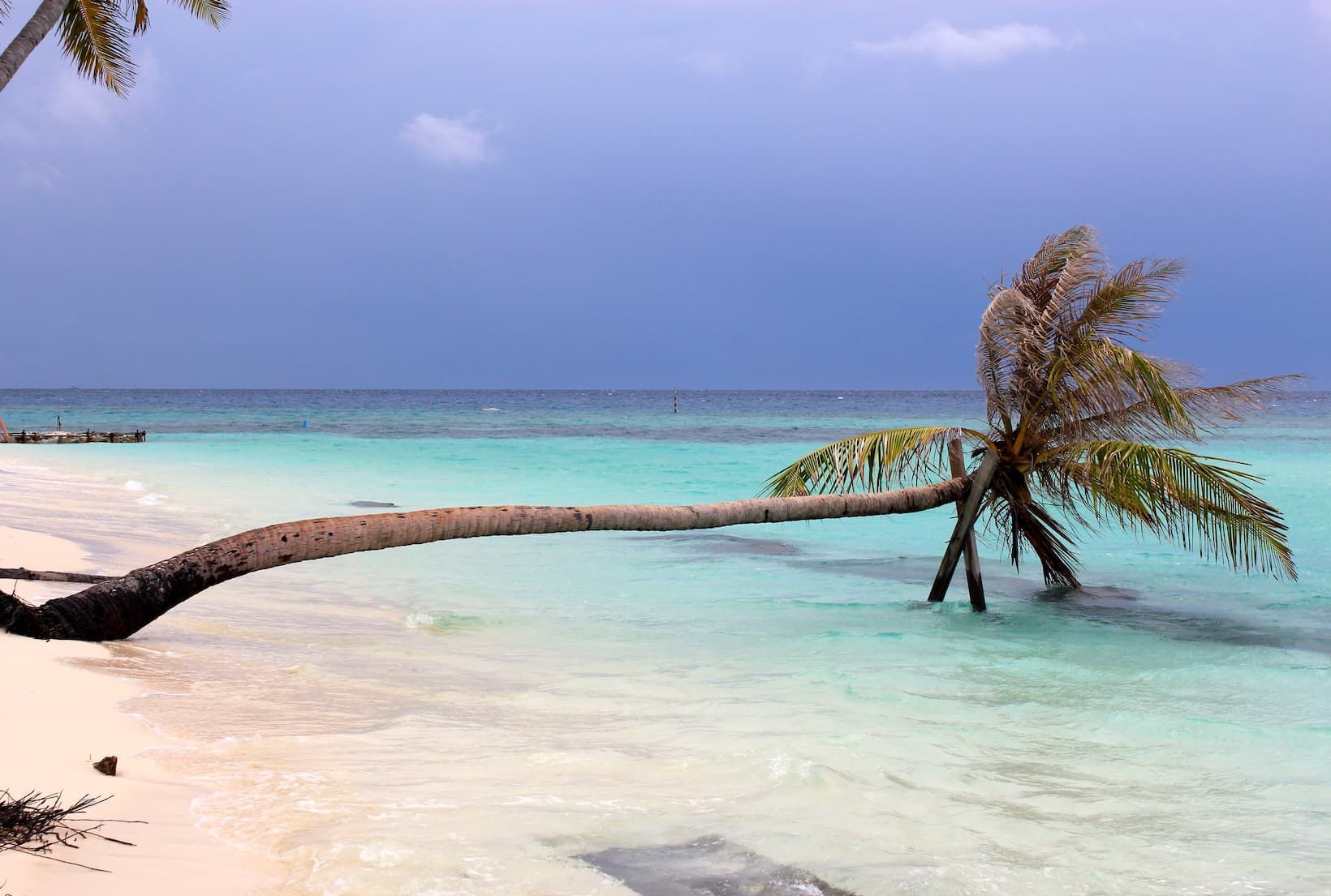 A palm tree grows horizontally from a white sand beach into calm turquoise water under a dark blue sky.