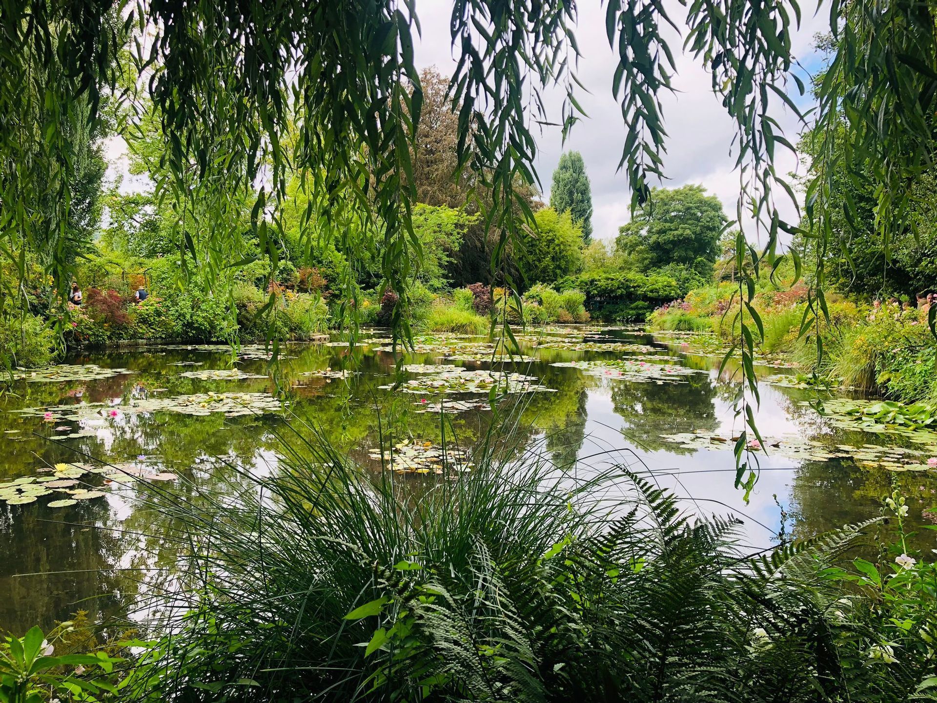 Des branches de saule pleureur encadrent une vue sur un étang avec des nénuphars, entouré d'un feuillage vert dense.