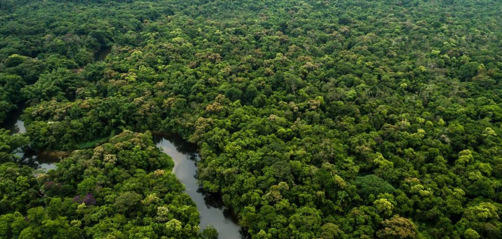 Una vista aerea di un fiume che serpeggia attraverso la densa e verde chioma di una vasta foresta pluviale.