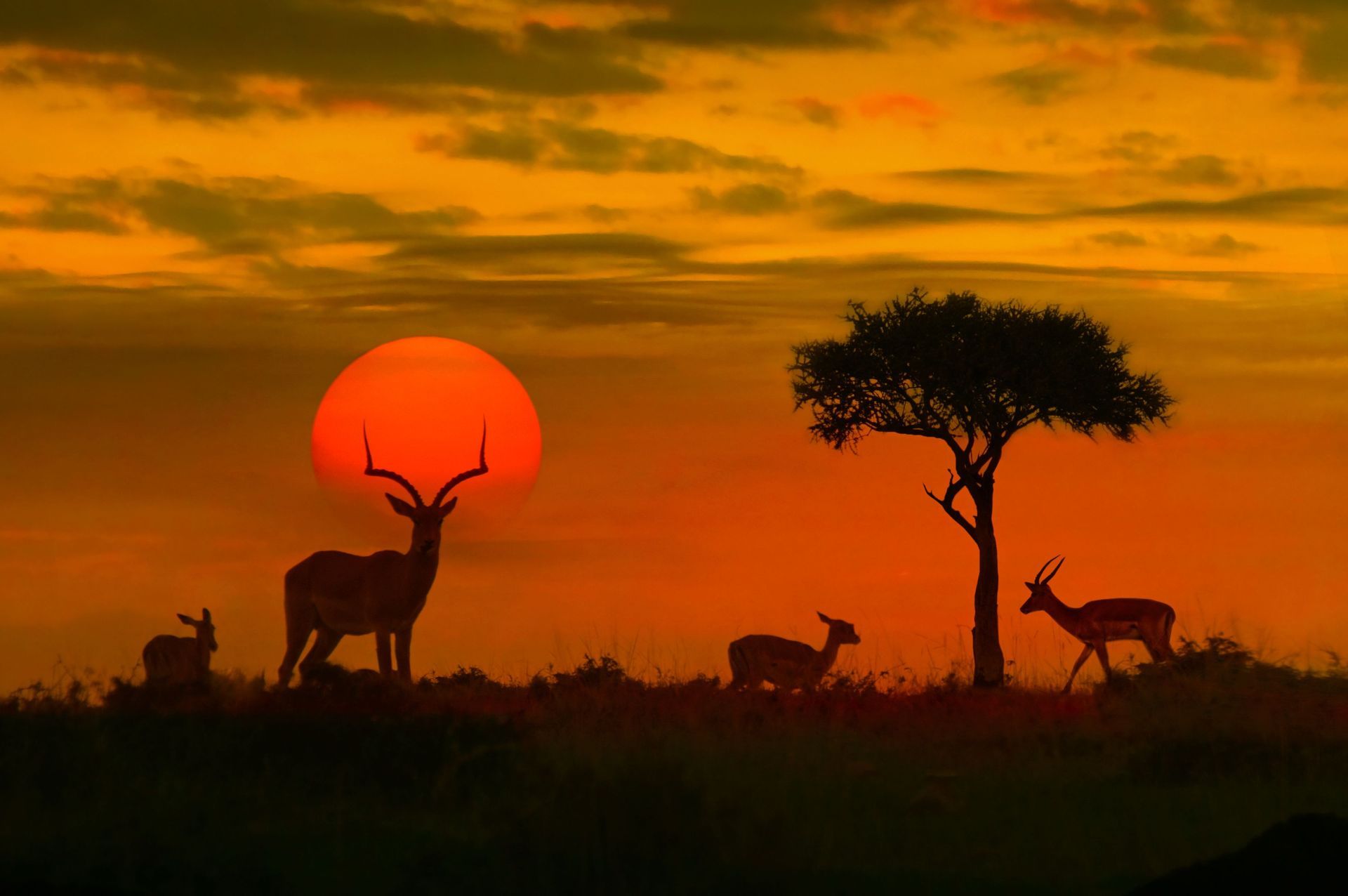 Sagome di antilopi e un albero di acacia sulla savana, stagliate contro un grande sole basso durante un tramonto arancione.