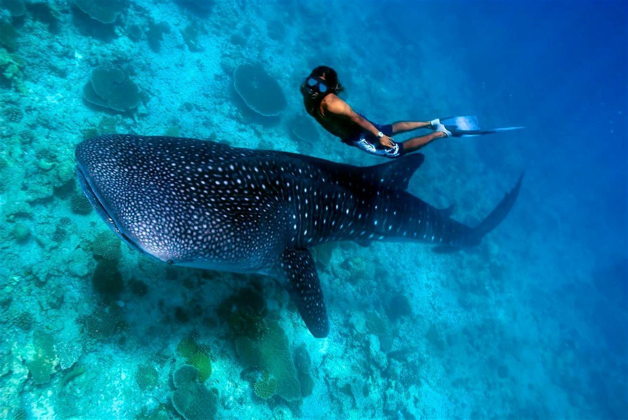 Un hombre practicando snorkel nada junto a un enorme tiburón ballena en aguas cristalinas sobre un arrecife de coral.