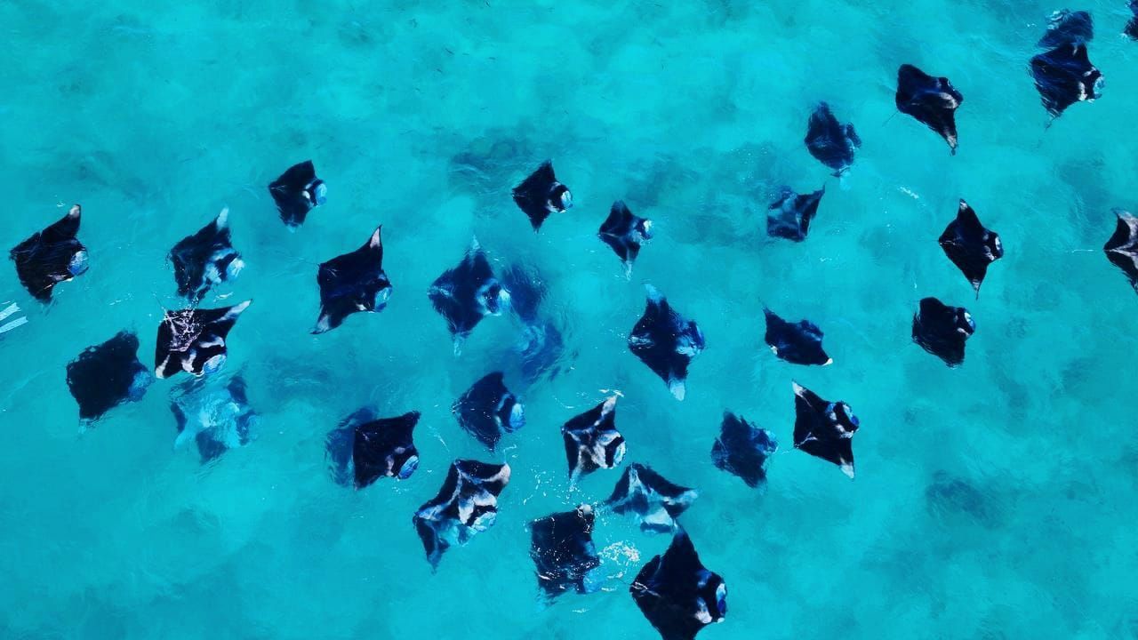 Vista aérea de un gran cardumen de mantarrayas nadando en aguas turquesas cristalinas.