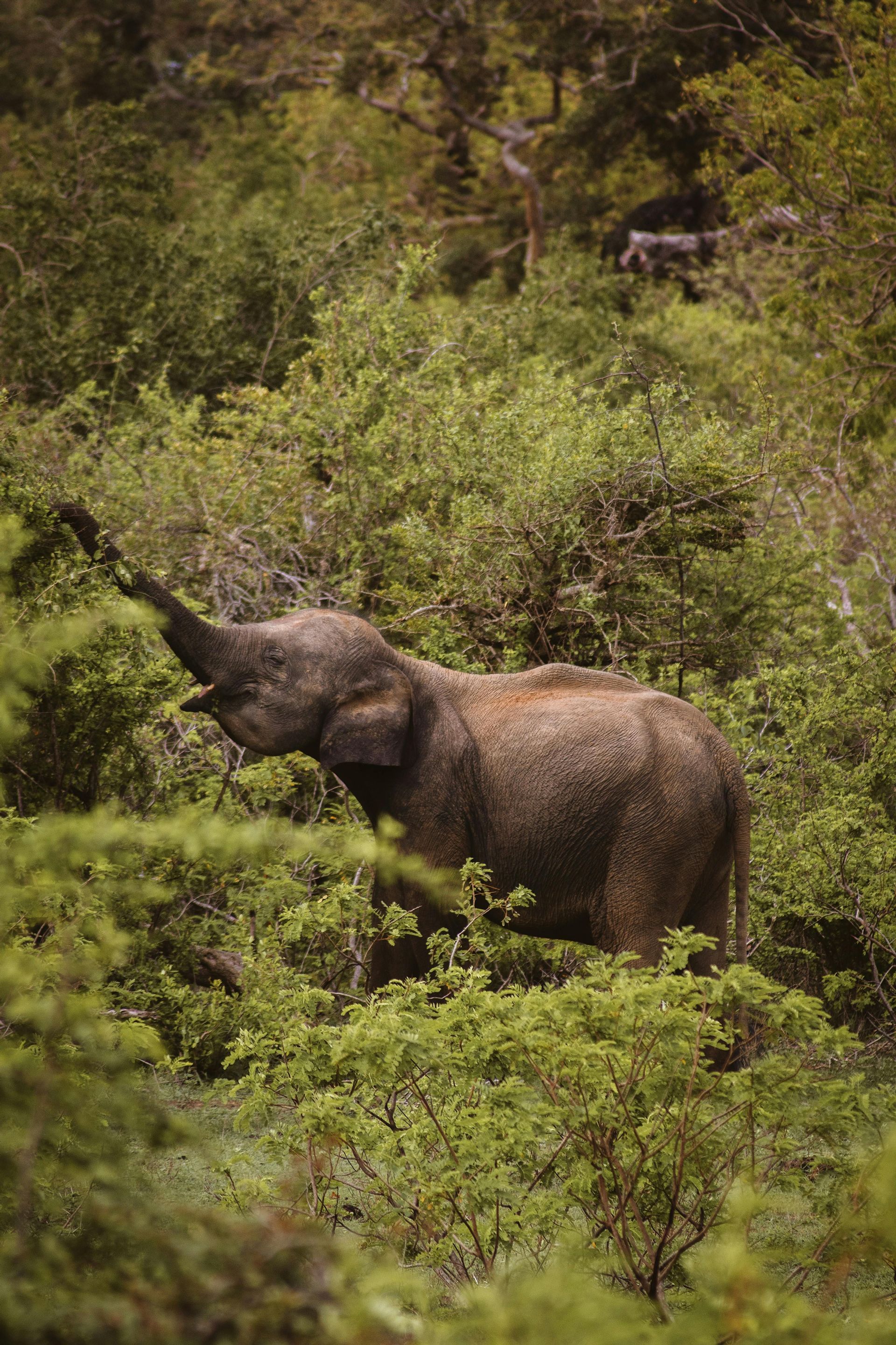 Un elefante si trova in una foresta verde e rigogliosa, allungando la proboscide per mangiare le foglie da un albero.