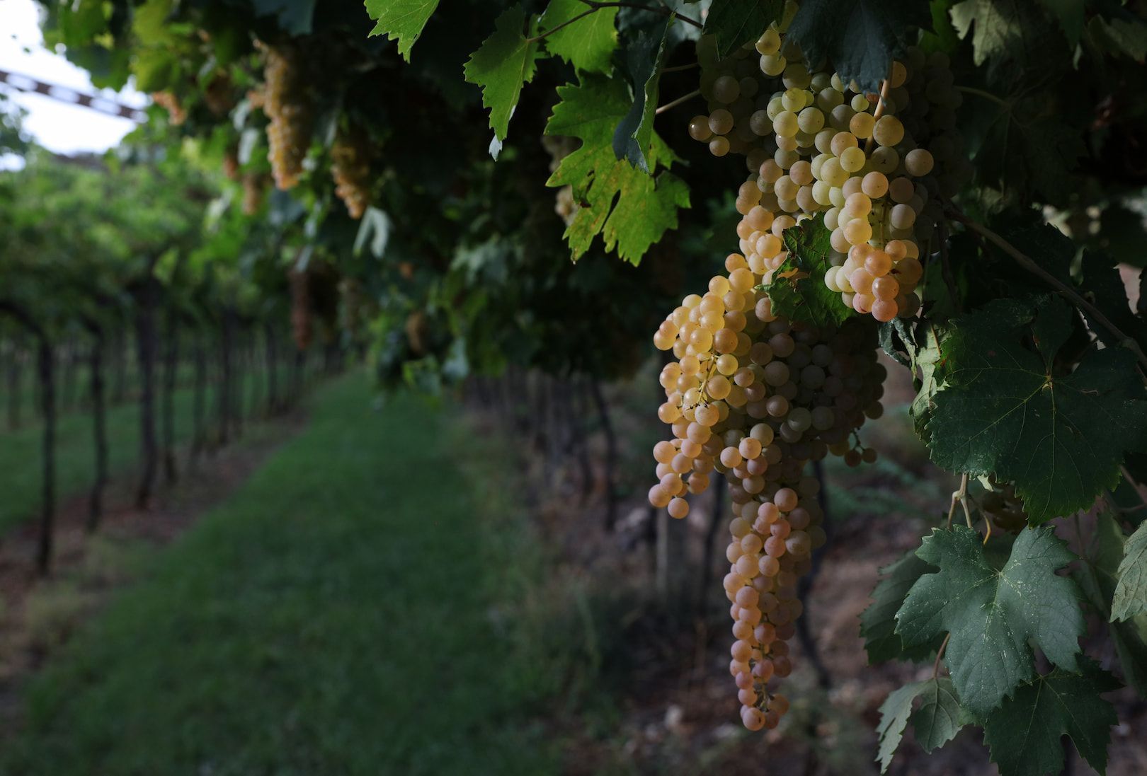 Nahaufnahme eines Bündels reifer weißer Trauben, die an einem Weinstock in einem Weinberg hängen, dessen Reihen sich im Hintergrund verlieren.