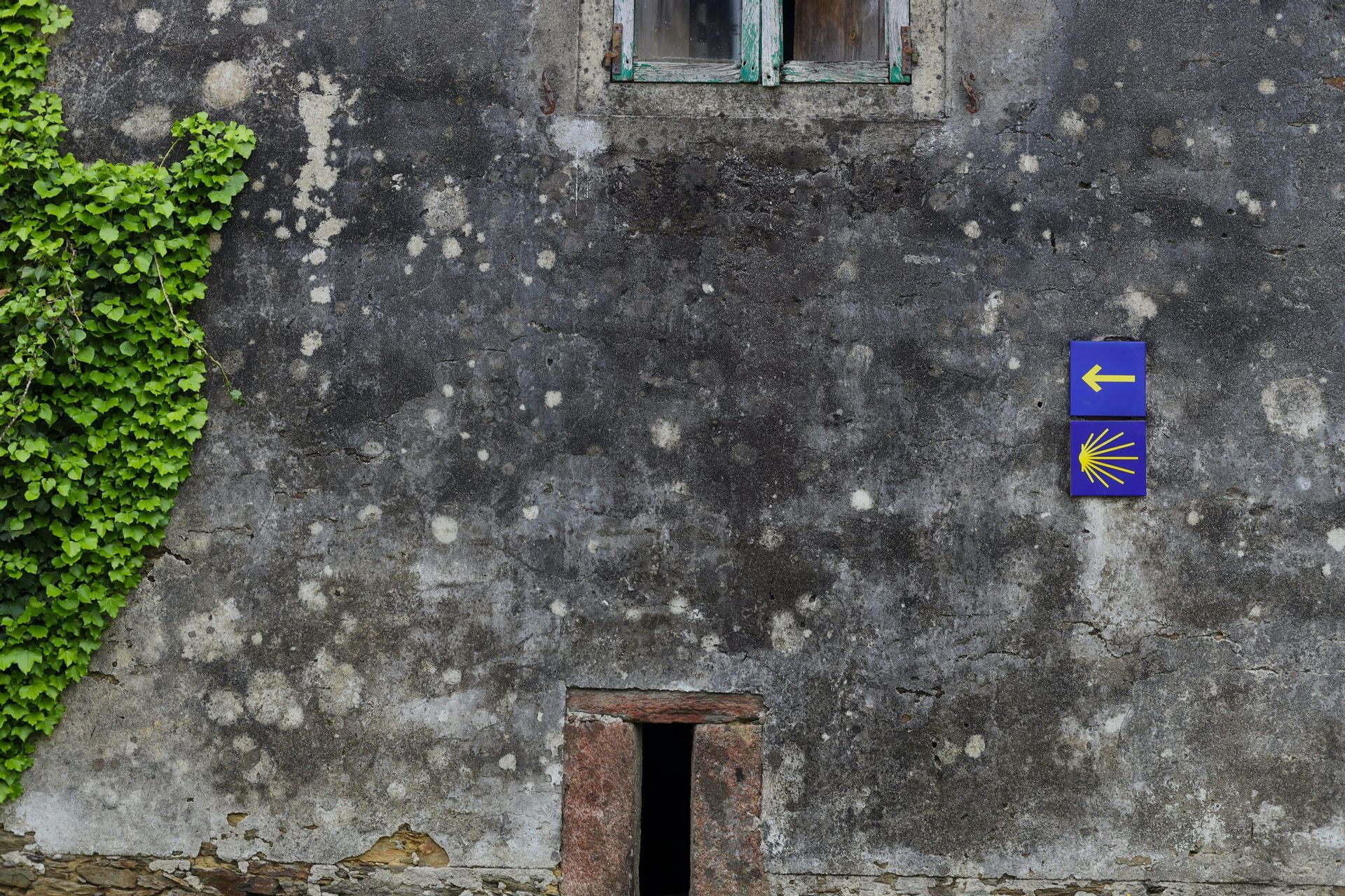 Una señal azul del Camino de Santiago con una concha de vieira amarilla y una flecha en un muro de piedra desgastado y cubierto de hiedra.