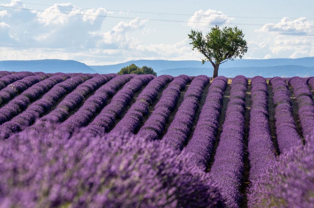France Lavender Fields: Provence Purple Escape