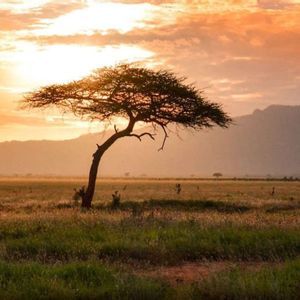 Un árbol de acacia silueteado se alza en una sabana herbácea al atardecer, con montañas en el horizonte.