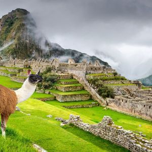 Un lama marrone e bianco si erge su una collina verde che si affaccia su antiche rovine di pietra su un fianco di montagna terrazzato e nebbioso.