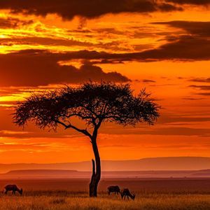 Des antilopes paissent dans une savane sous un acacia en silhouette lors d'un coucher de soleil orange flamboyant.