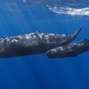 Una balena capodoglio adulta nuota con il suo cucciolo appena sotto la superficie in acque oceaniche di un blu profondo.
