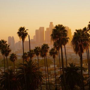 Alte palme si stagliano contro uno skyline cittadino velato, immerso nella luce calda e dorata del tramonto.