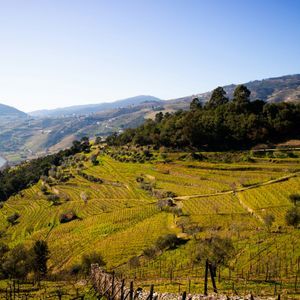 Vigneti a terrazza coprono dolci colline verdi accanto a un fiume sinuoso sotto un cielo azzurro brillante.