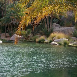 Una pozza d'acqua verde in un'oasi, con sponda rocciosa, vegetazione rigogliosa e numerose palme.