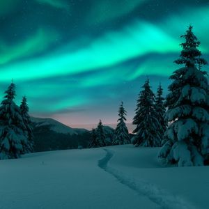 Das grüne Nordlicht wirbelt über einem sternenklaren Nachthimmel über einer verschneiten Landschaft mit Kiefern und einem Pfad.