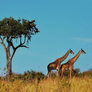 afrique du sud