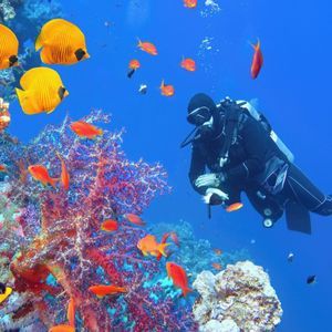 Un subacqueo in muta nuota nell'acqua blu, circondato da colorate barriere coralline e vari pesci tropicali.