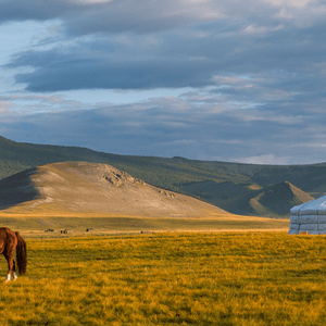 Un cheval brun paît dans un champ doré à côté d'une yourte blanche traditionnelle, avec des collines ondulantes en arrière-plan sous un ciel nuageux.