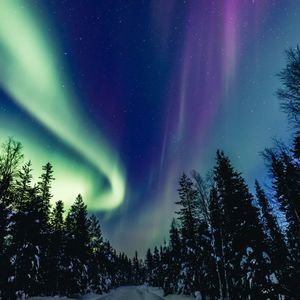 Grüne und violette Nordlichter leuchten an einem sternenklaren Nachthimmel über einer verschneiten Straße durch einen Kiefernwald.