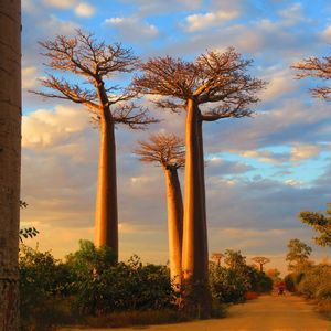 Tall baobab trees with thick trunks glow in the golden sunset light along a dirt road under a partly cloudy sky.