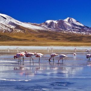 A flock of pink flamingos stands in a partially frozen lake, with snow-capped mountains rising in the background under a clear blue sky.