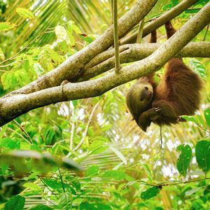 Un bradipo marrone è appeso a un ramo d'albero nella giungla, circondato da foglie verde brillante.