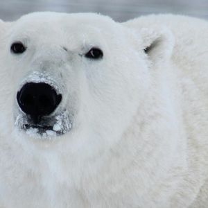 Primo piano del muso di un orso polare che guarda dritto, con neve sul naso su uno sfondo innevato.